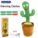 Cactus Box